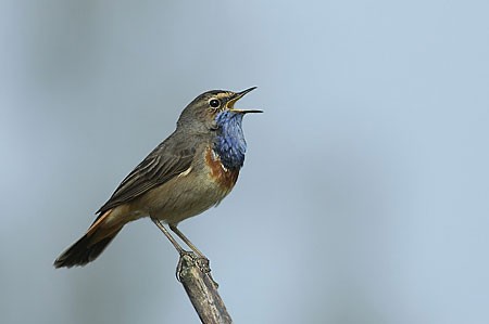 Blauwborsten en bevers in de Biesbosch