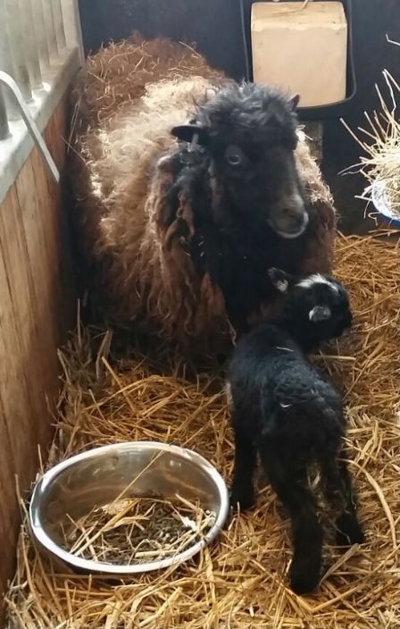 Eerste lammetje kleinste schapenras geboren op Stadsboerderij Weizigt