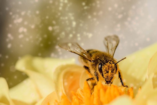 82ste Bijen- en Honingmarkt